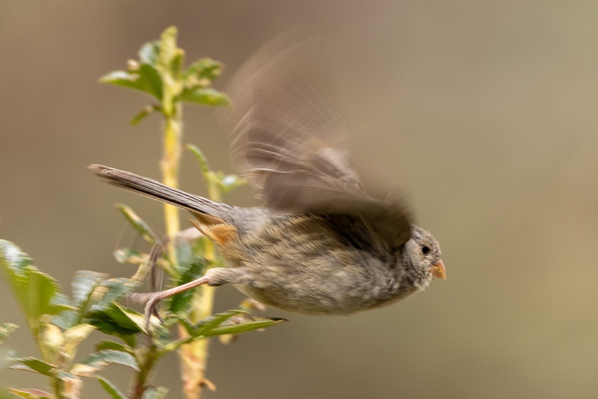 Plain-colored Seedeater - ML620408690