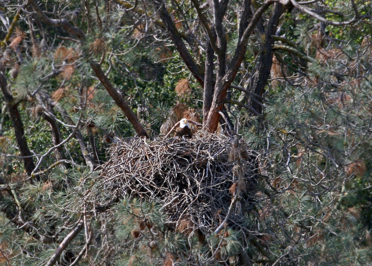 Bald Eagle - ML620408691