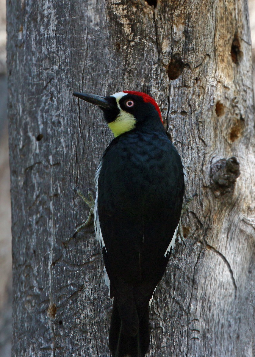 Acorn Woodpecker - ML620408696