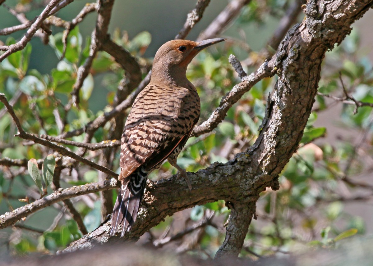 Northern Flicker - ML620408700