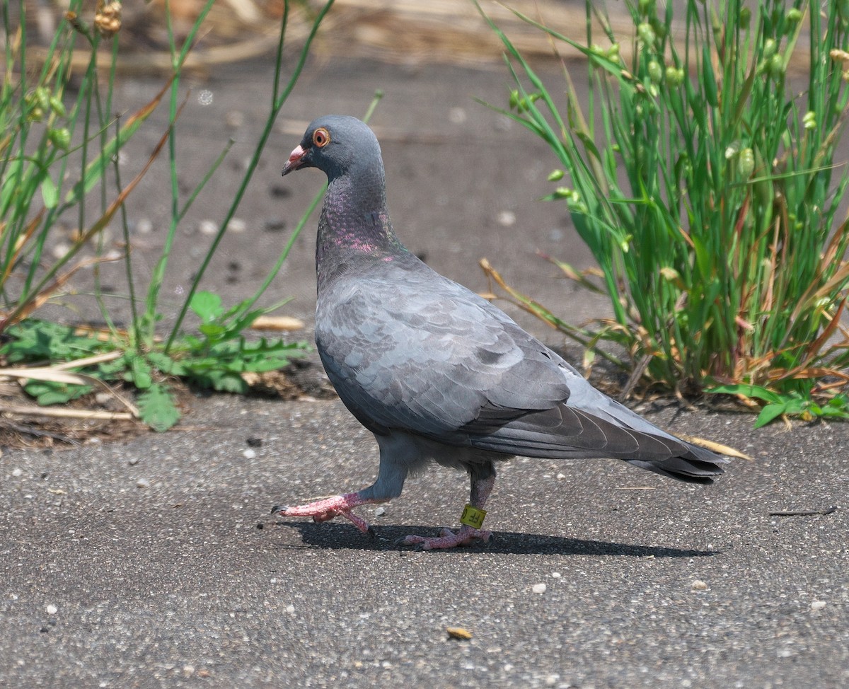 Pigeon biset (forme domestique) - ML620408701