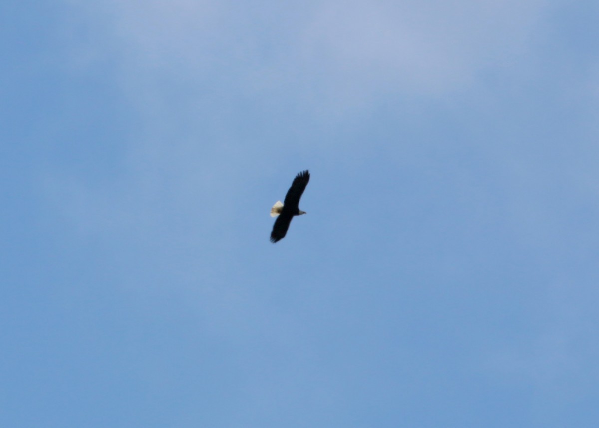 Bald Eagle - ML620408705