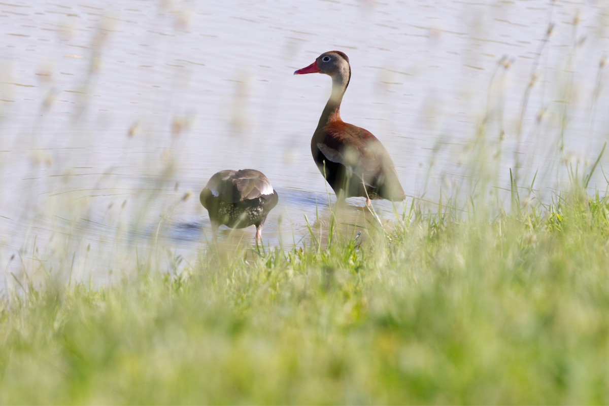 Black-bellied Whistling-Duck - ML620408707