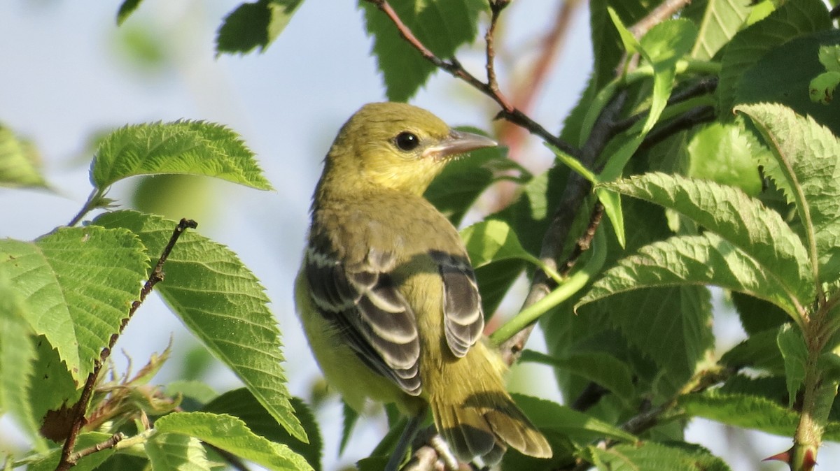 Orchard Oriole - ML620408709