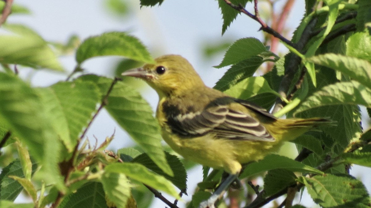 Orchard Oriole - ML620408710