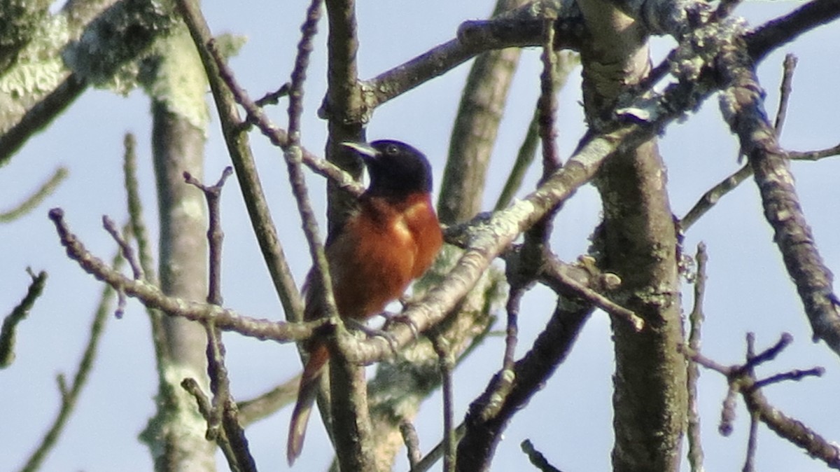 Orchard Oriole - Frank Durso