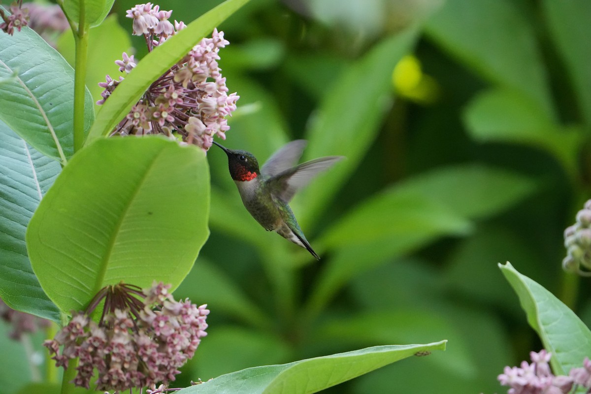 Ruby-throated Hummingbird - ML620408715