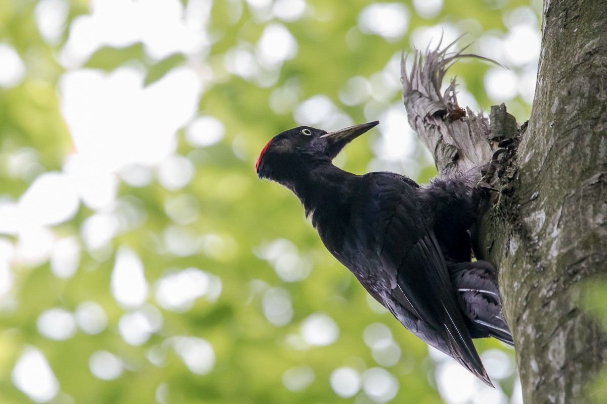 Black Woodpecker - ML620408725