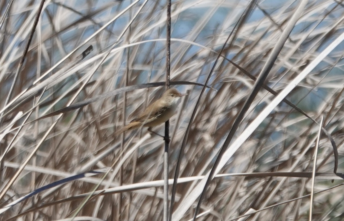 Common Reed Warbler - ML620408728