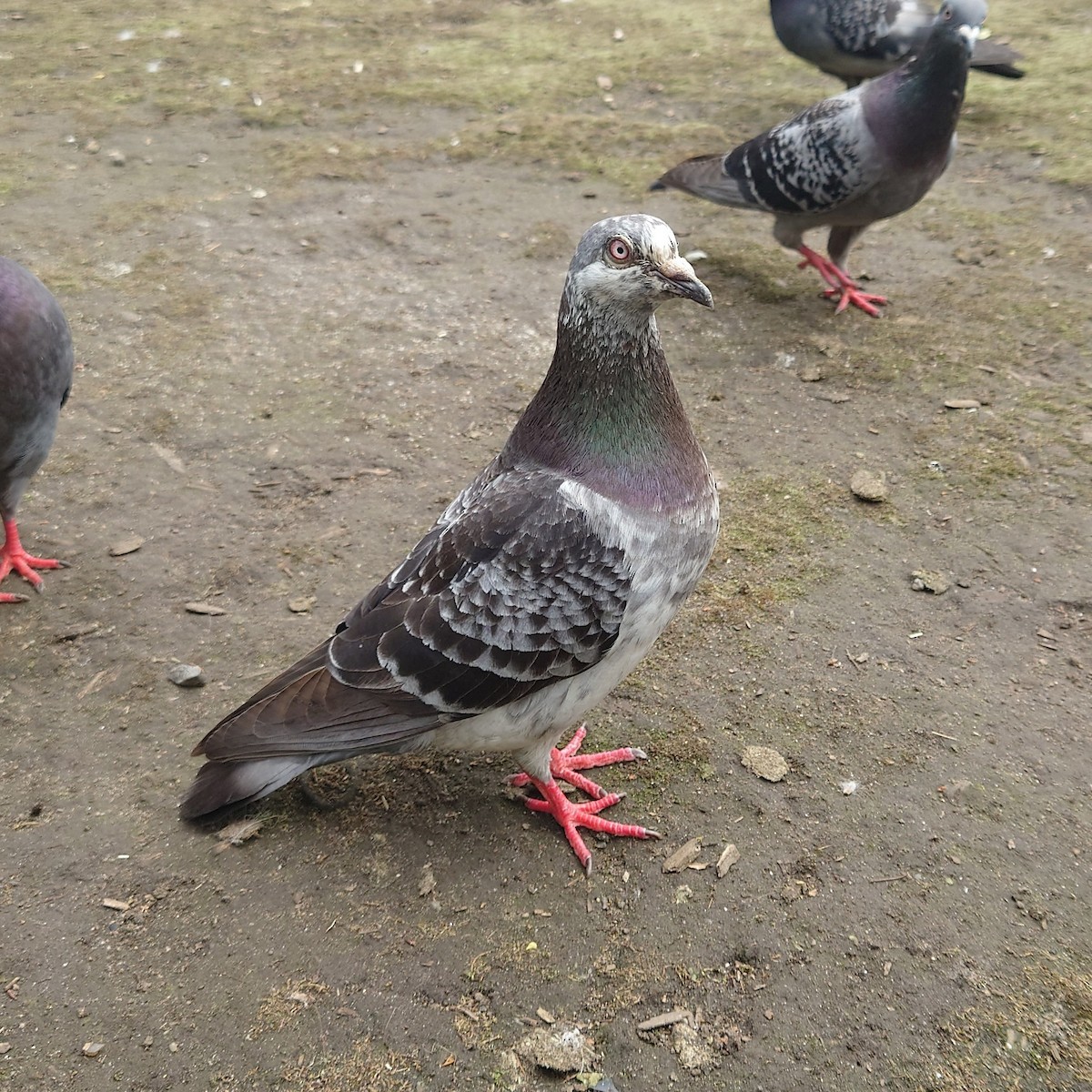 Rock Pigeon (Feral Pigeon) - ML620408732