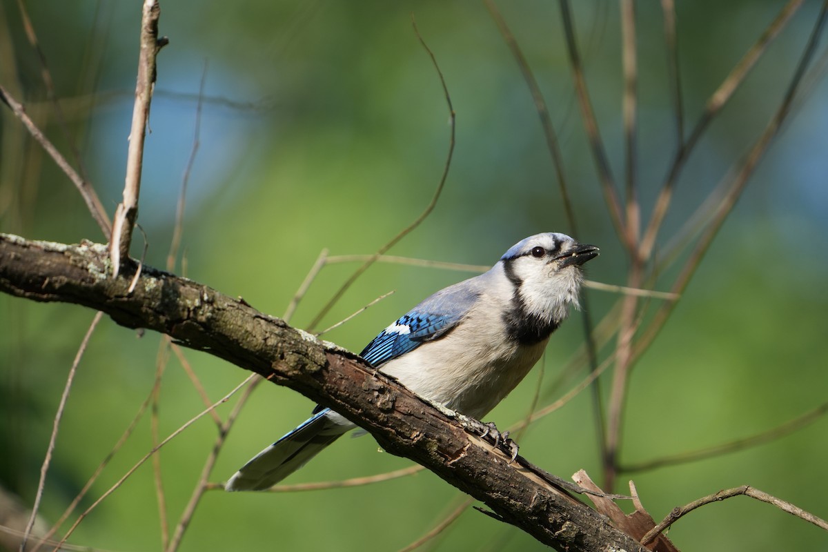 Blue Jay - ML620408742