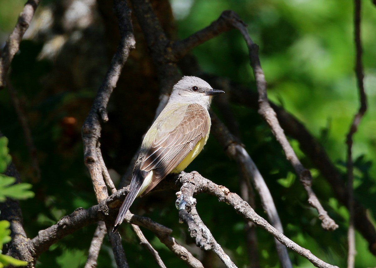 Western Kingbird - ML620408743