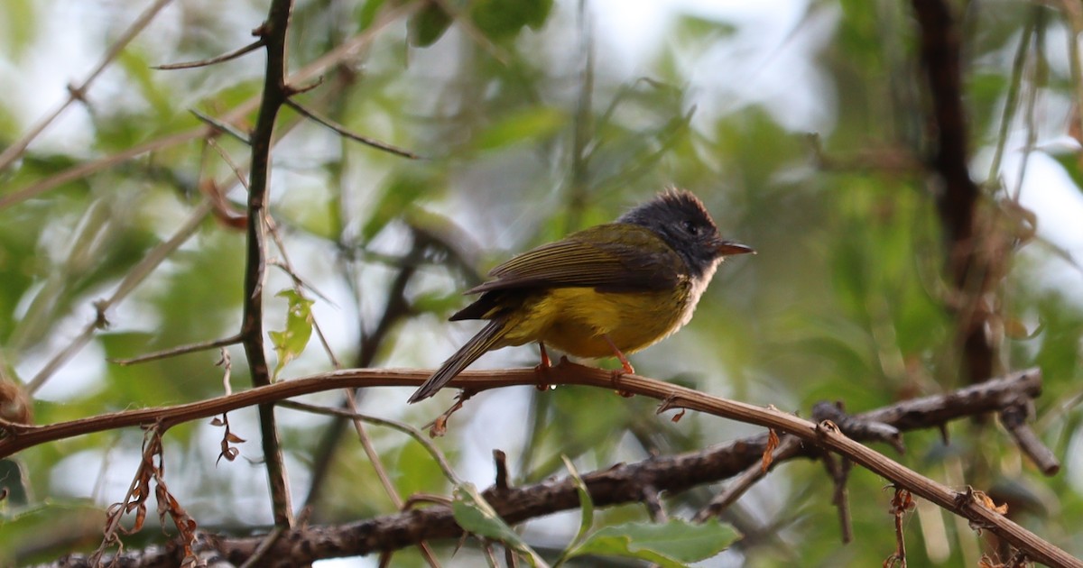 Gray-headed Canary-Flycatcher - ML620408751