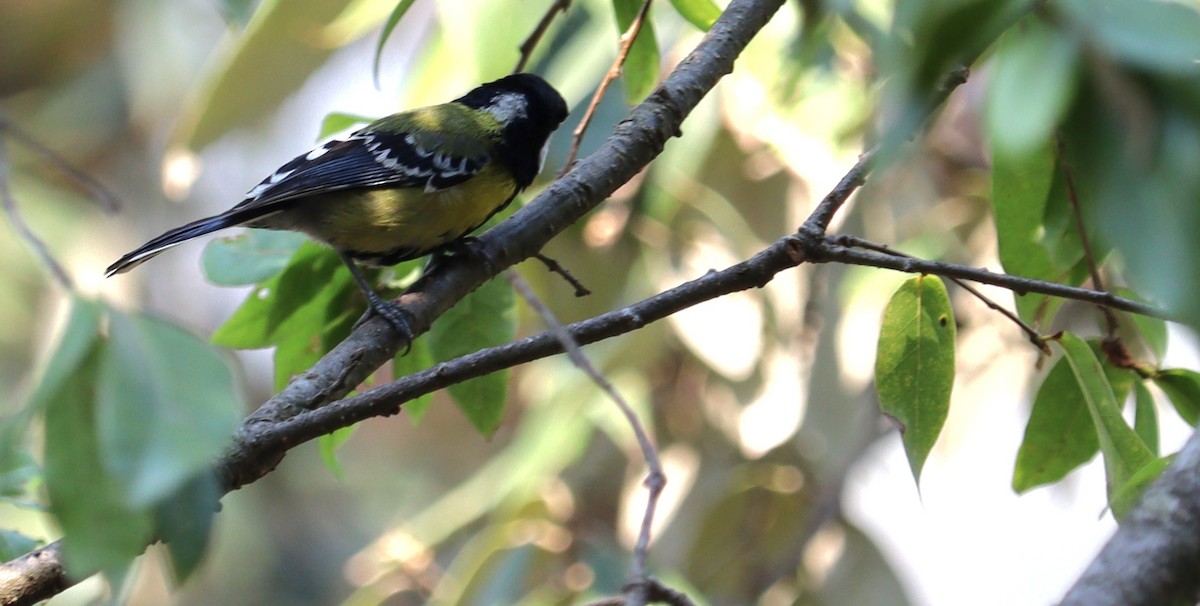 Green-backed Tit - ML620408767