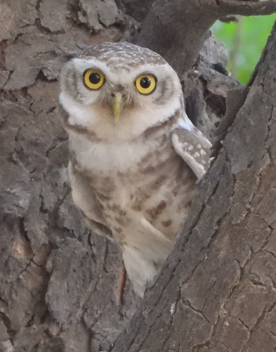 Spotted Owlet - ML620408771