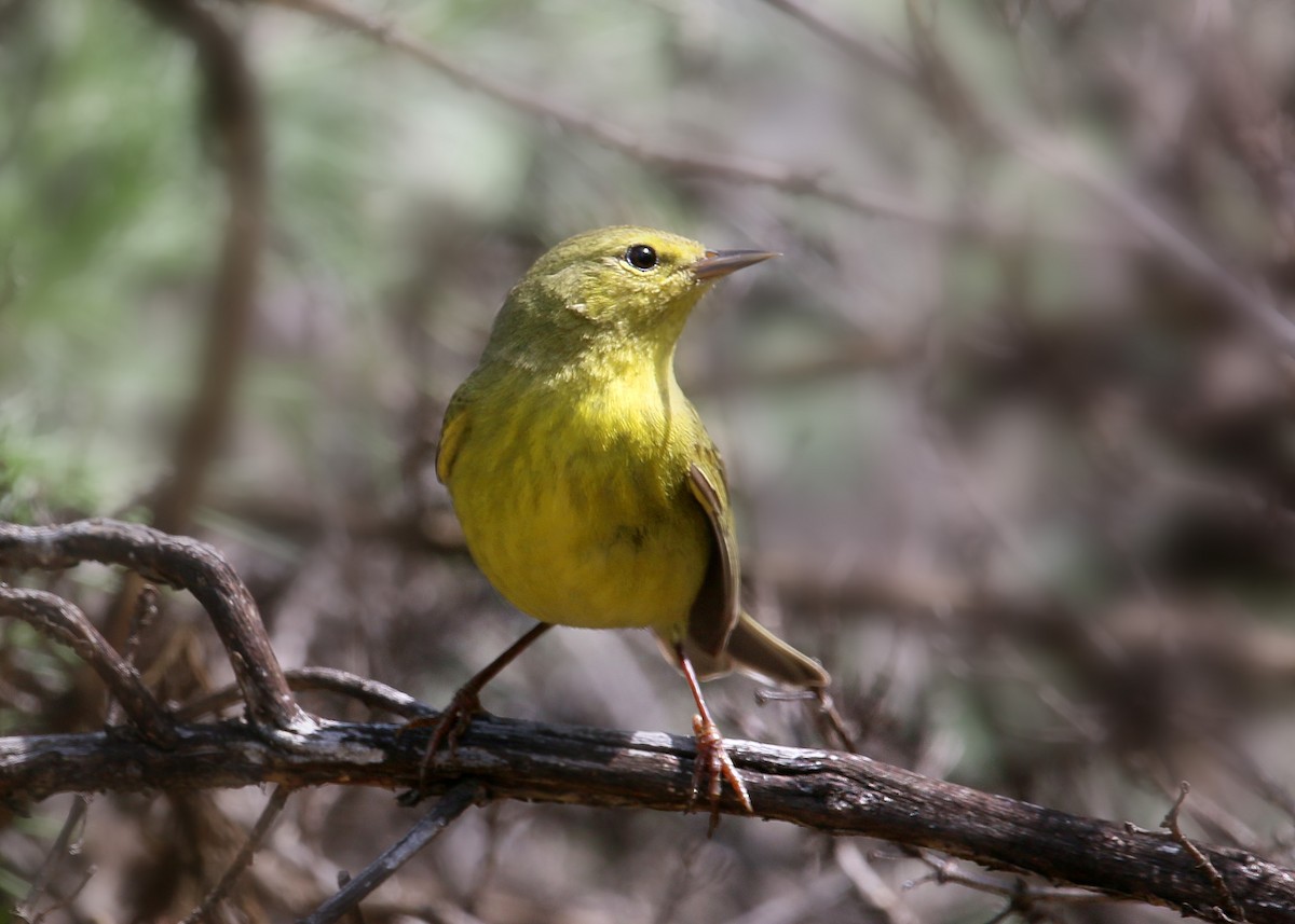 Orange-crowned Warbler - ML620408808