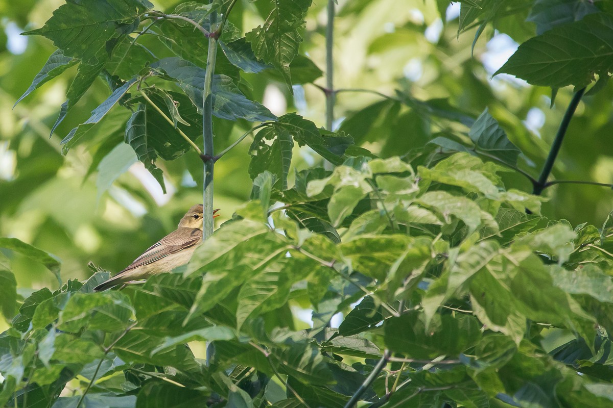 Icterine Warbler - ML620408812