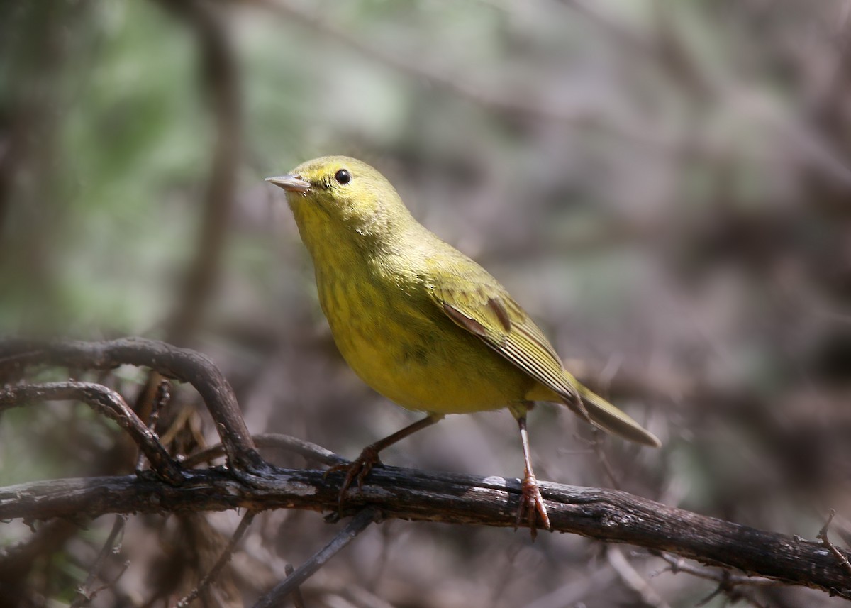 Orange-crowned Warbler - ML620408814