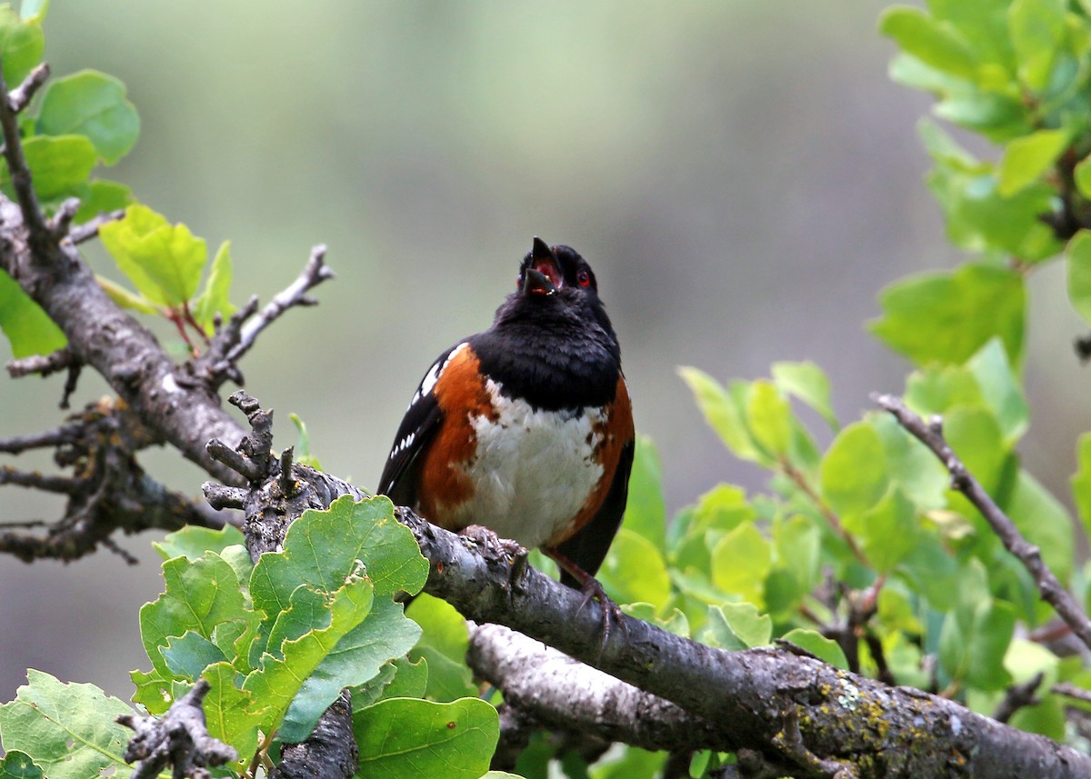 Spotted Towhee - ML620408820