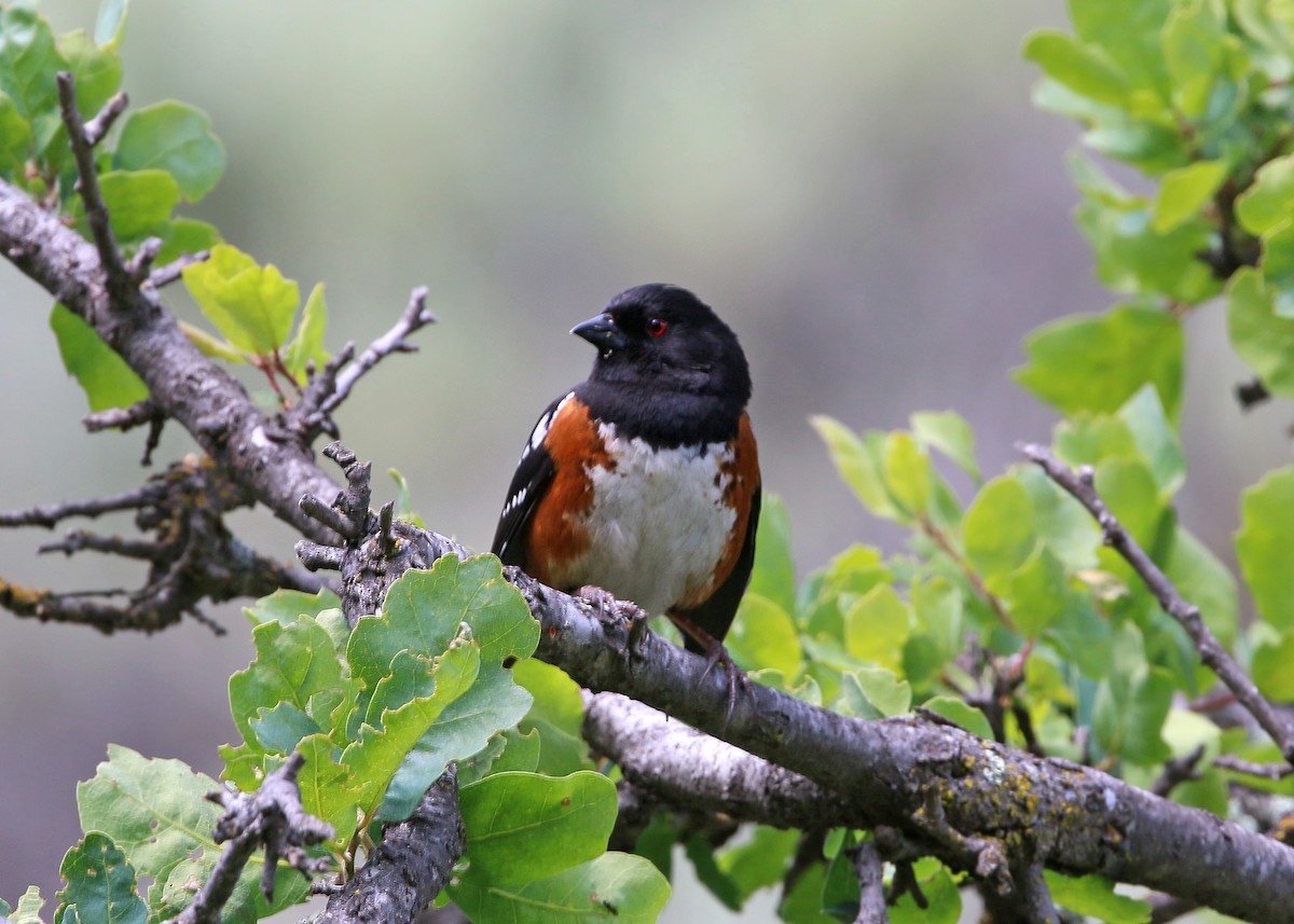 Spotted Towhee - ML620408822