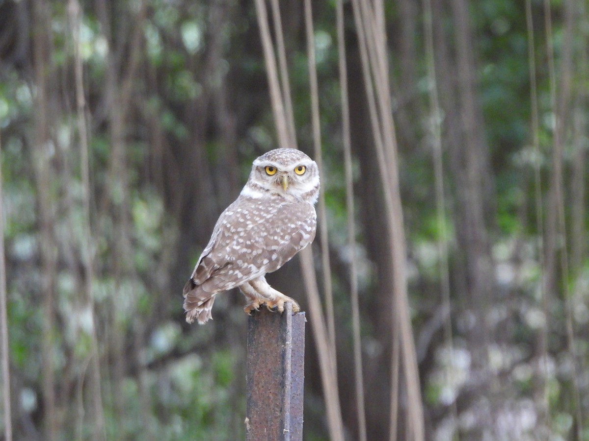 Spotted Owlet - ML620408826