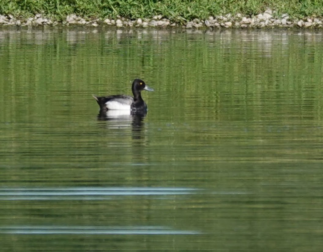 Lesser Scaup - ML620408827