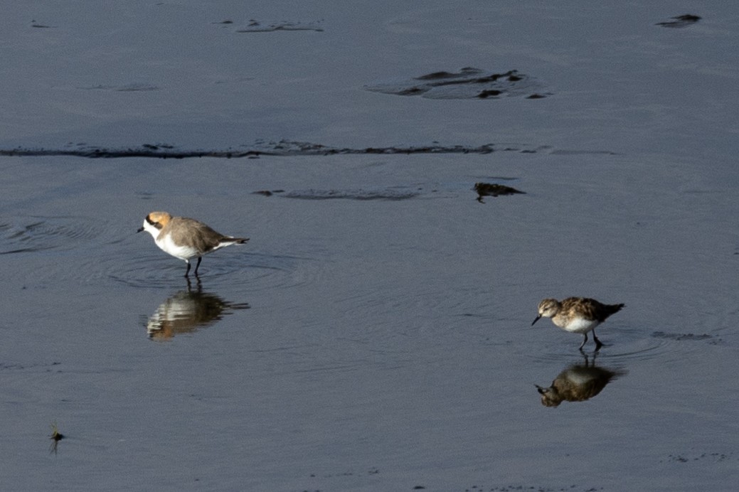 Baird's Sandpiper - ML620408828