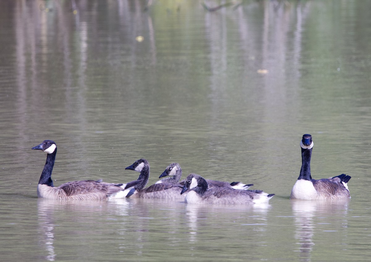 Canada Goose - ML620408829