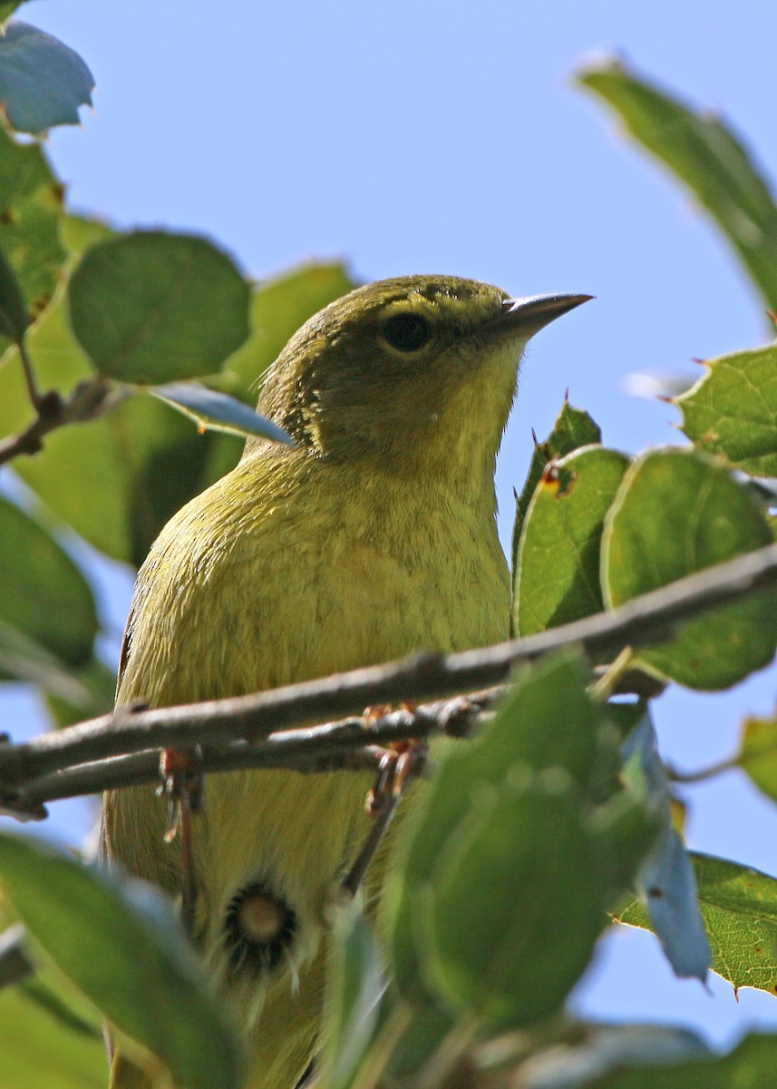 Orange-crowned Warbler - ML620408830