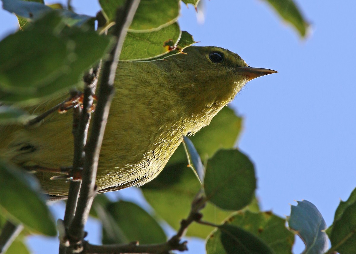 Orange-crowned Warbler - ML620408831