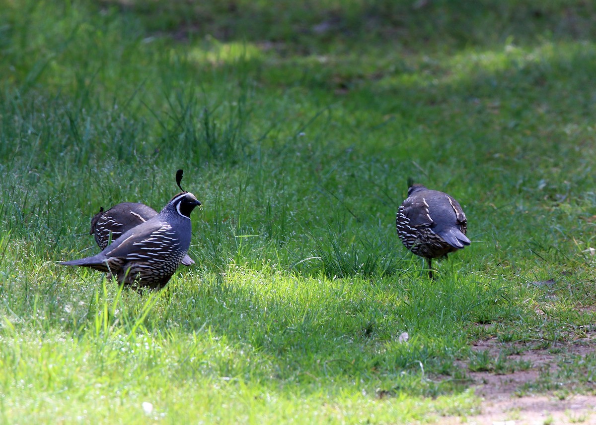 California Quail - ML620408838