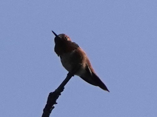 Rufous Hummingbird - ML620408844