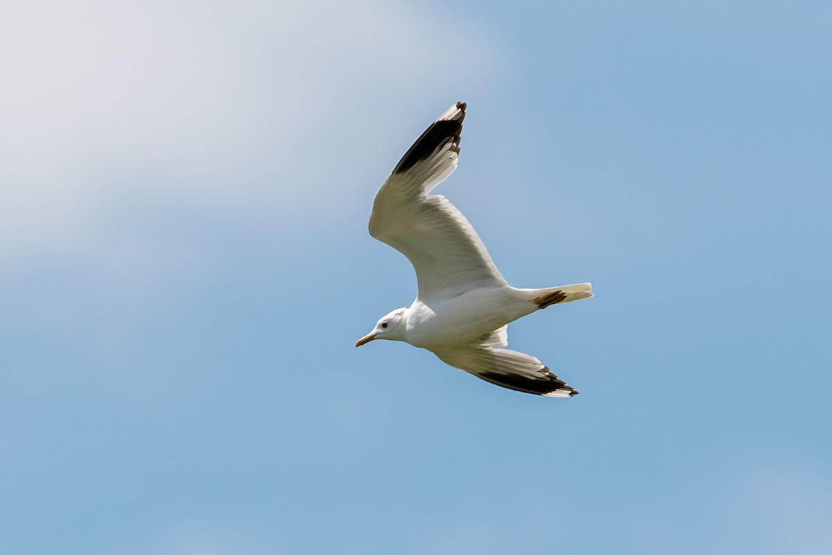 Common Gull (Russian) - ML620408848