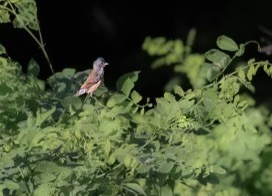 Indigo Bunting - ML620408856