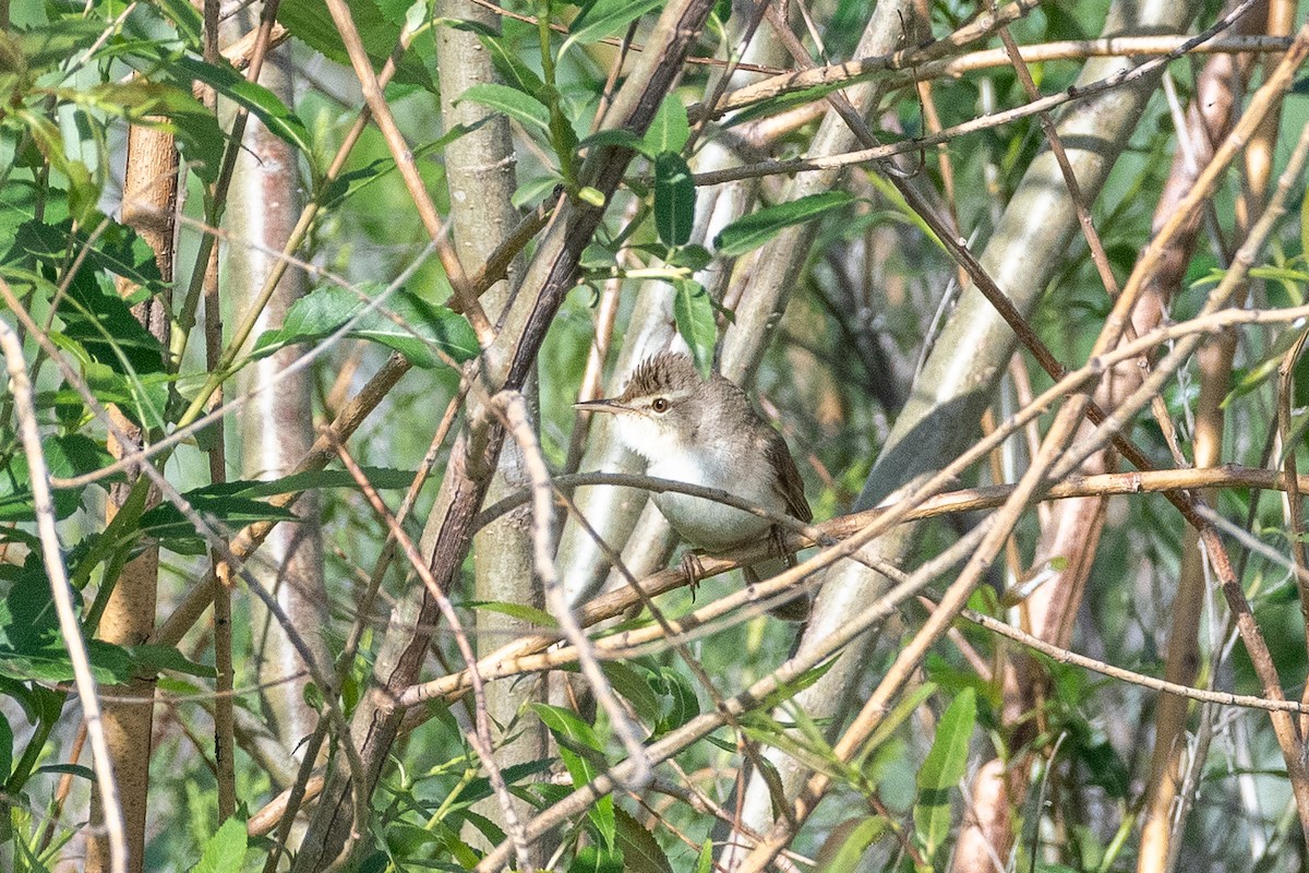 Paddyfield Warbler - ML620408857