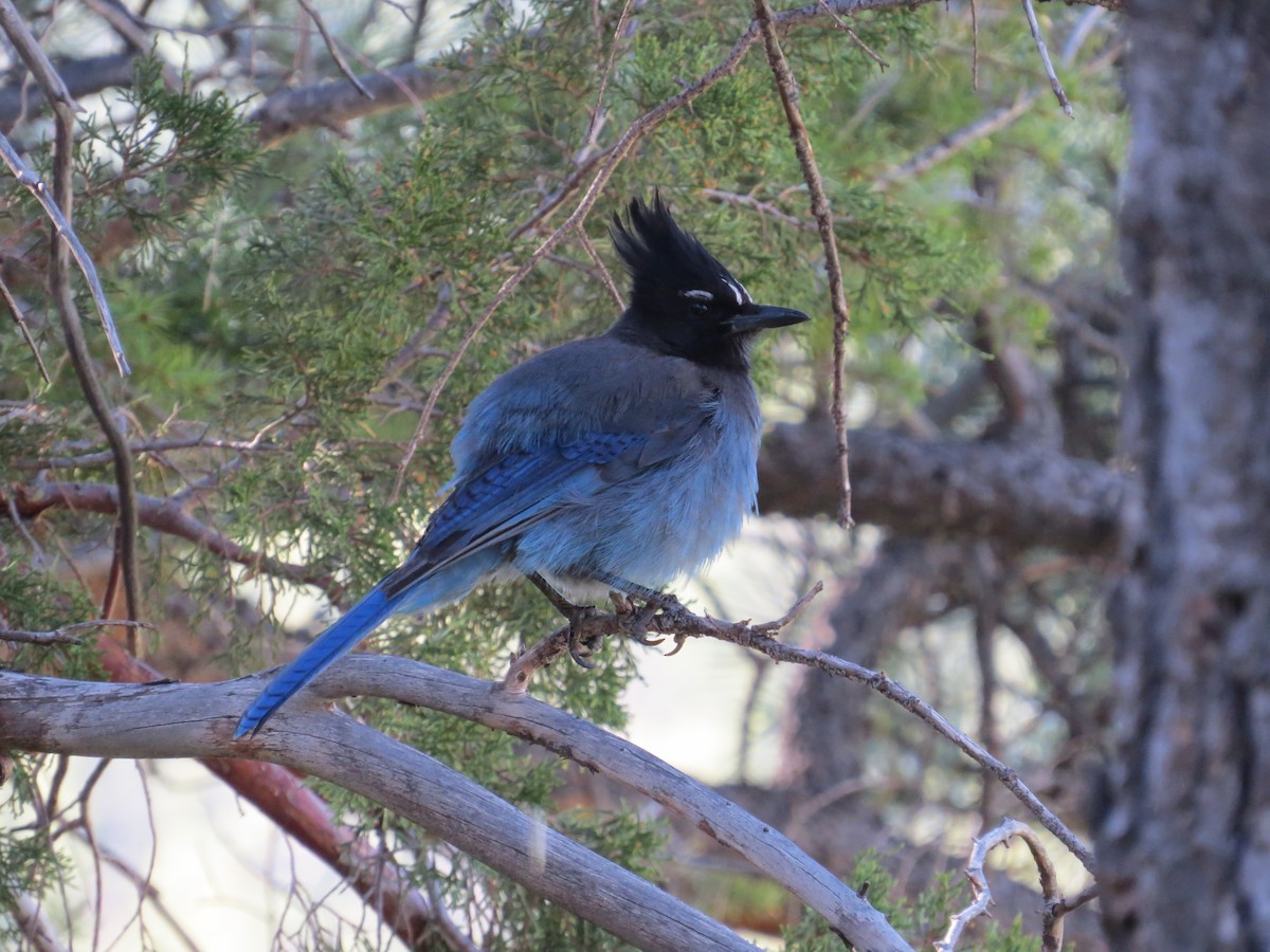 Steller's Jay - ML620408861