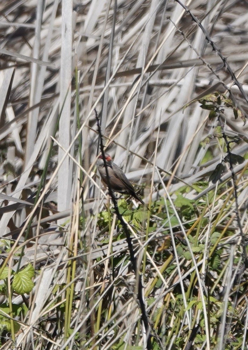 Common Waxbill - ML620408880