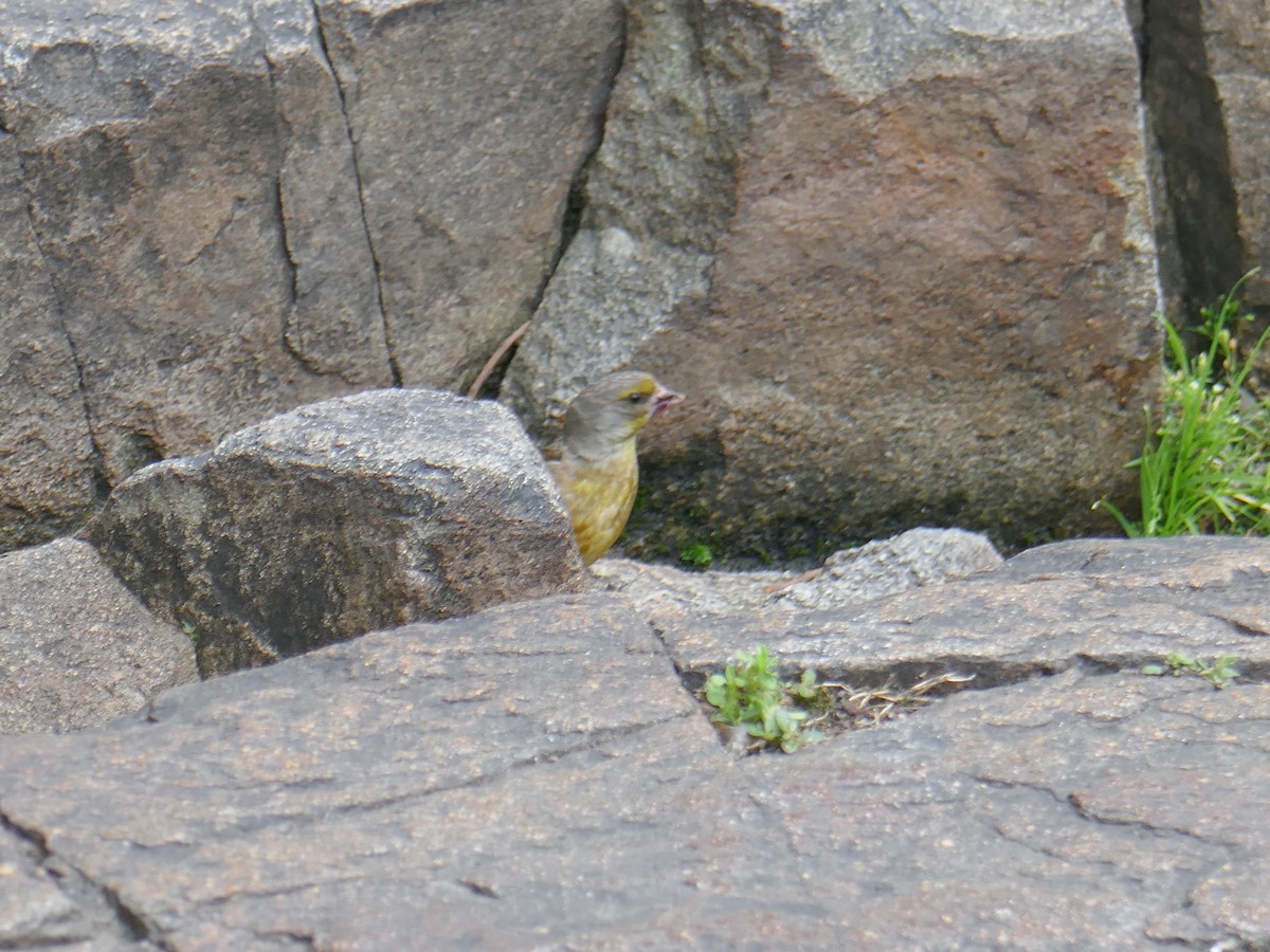 Oriental Greenfinch - ML620408901