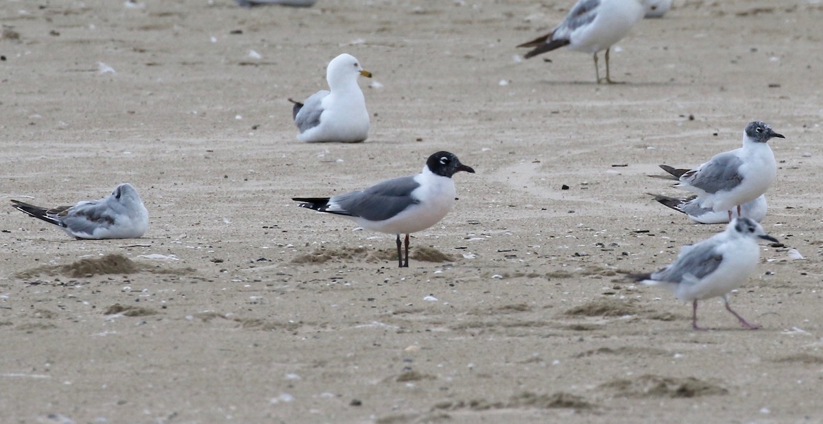 Franklin's Gull - ML620408909