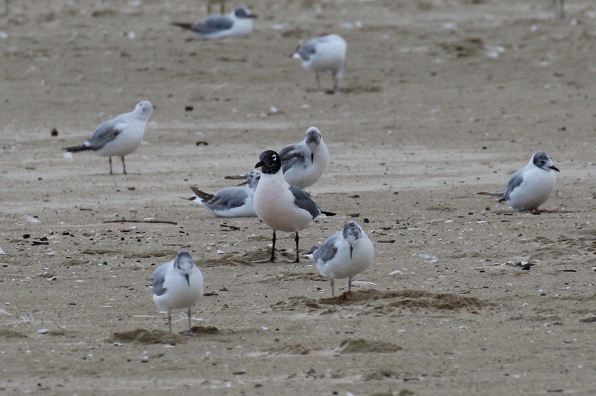 Franklin's Gull - ML620408913