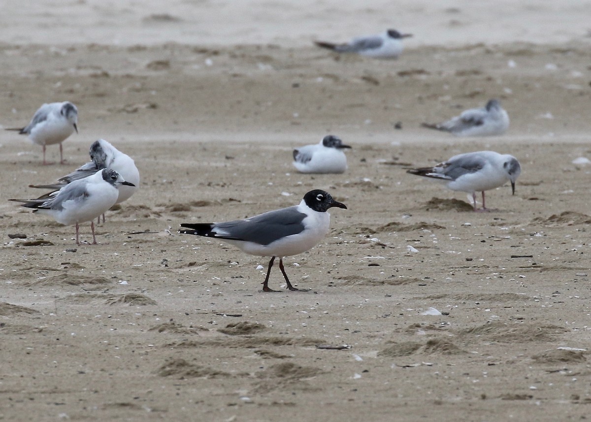 Franklin's Gull - ML620408914