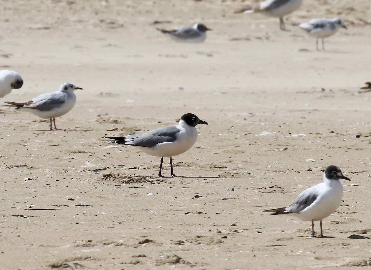 Franklin's Gull - ML620408915