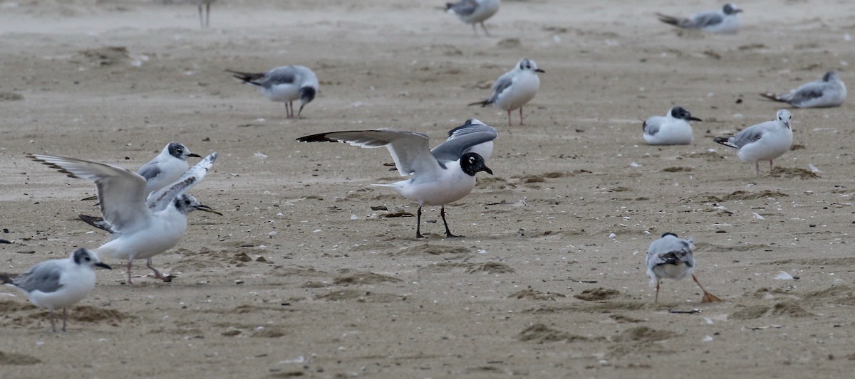 Franklin's Gull - ML620408916