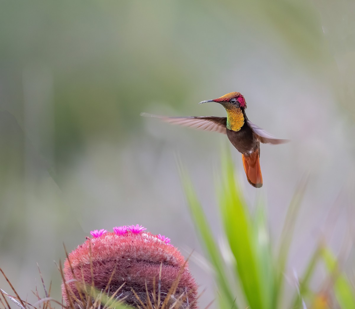 kolibřík červenohlavý - ML620408921