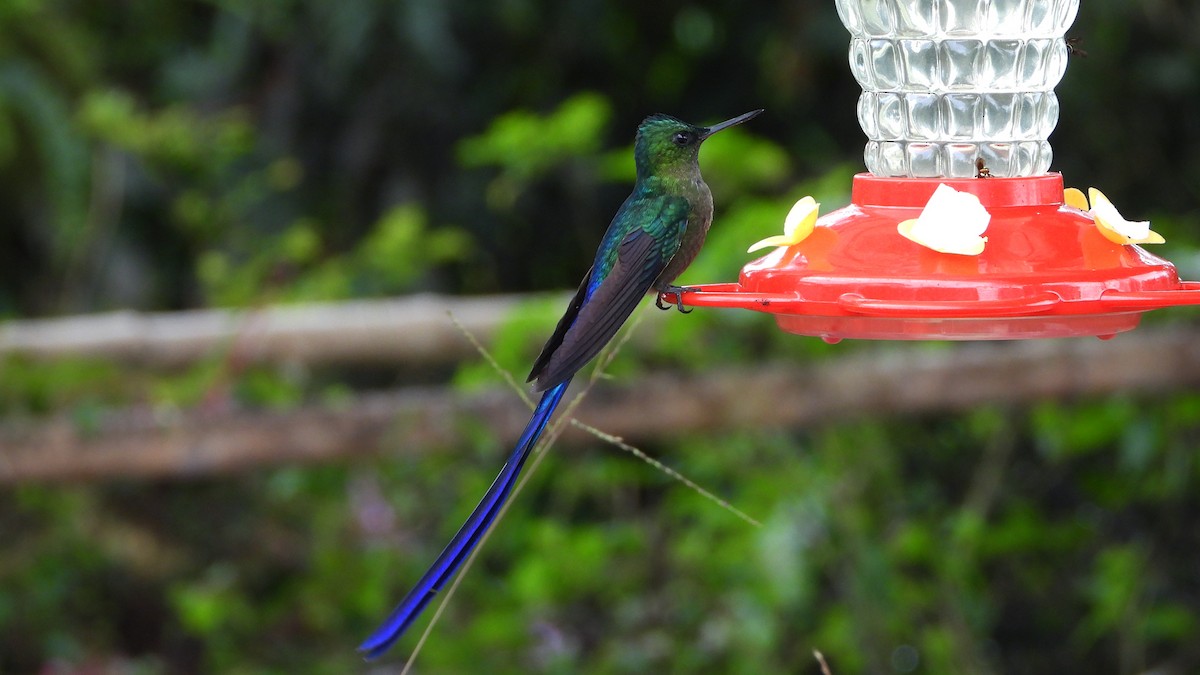 Violet-tailed Sylph - ML620408923