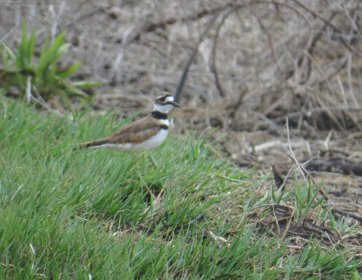 Killdeer - ML620408930