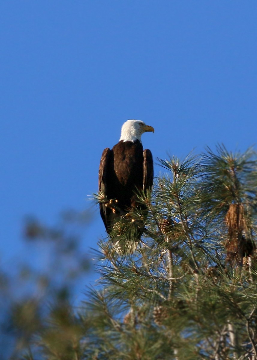 Bald Eagle - ML620408931