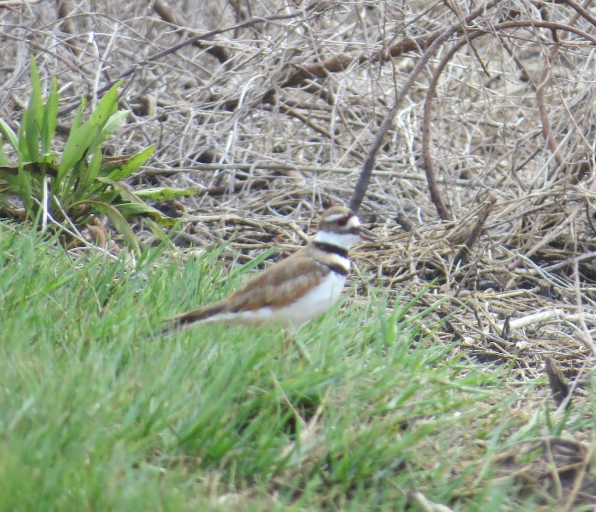 Killdeer - ML620408934