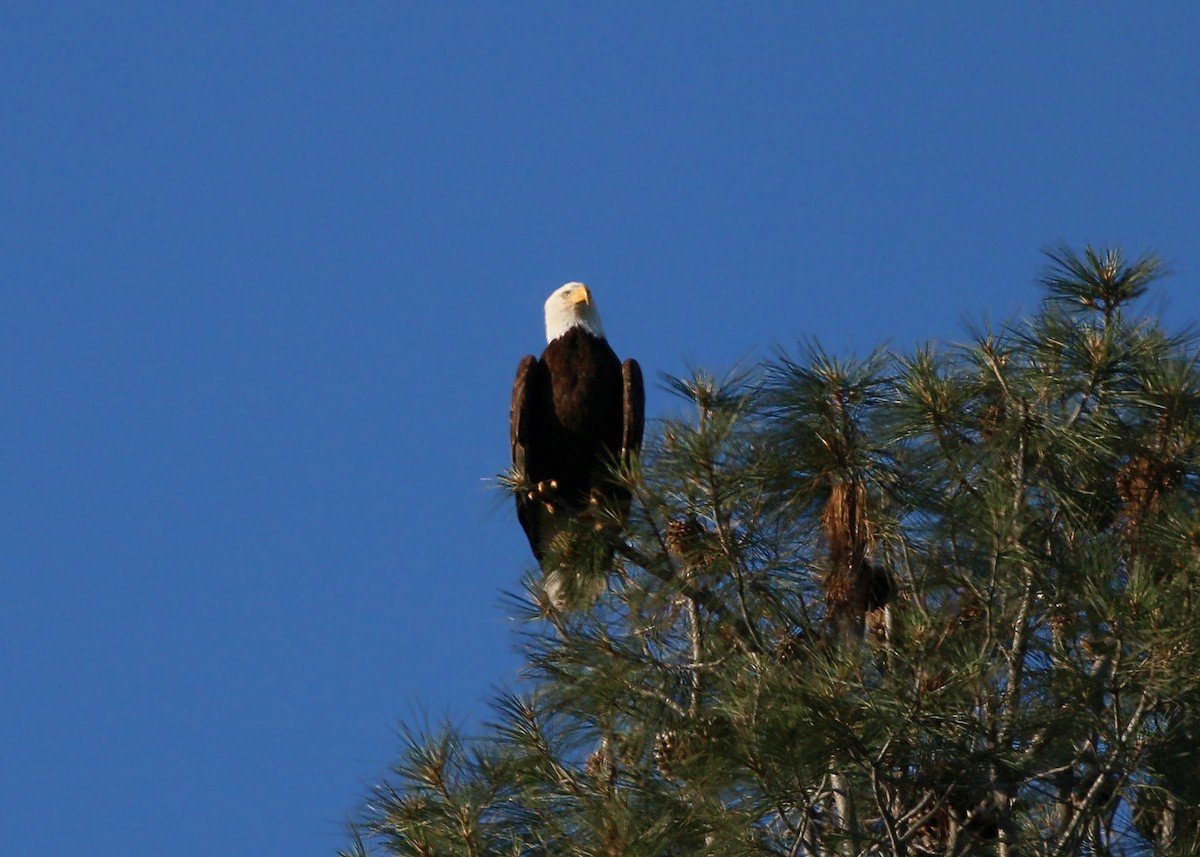 Bald Eagle - ML620408935