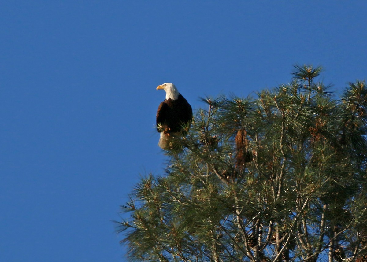 Bald Eagle - ML620408936